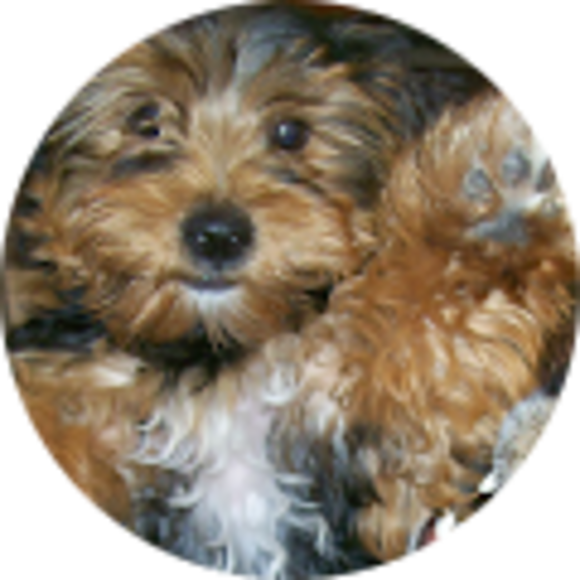 Cindy Lee avatar