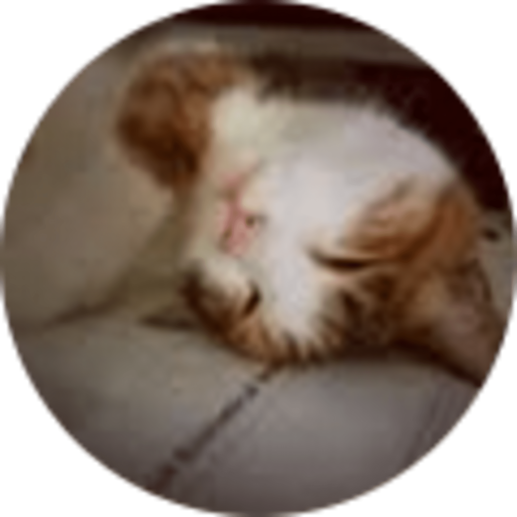 zhen liu avatar