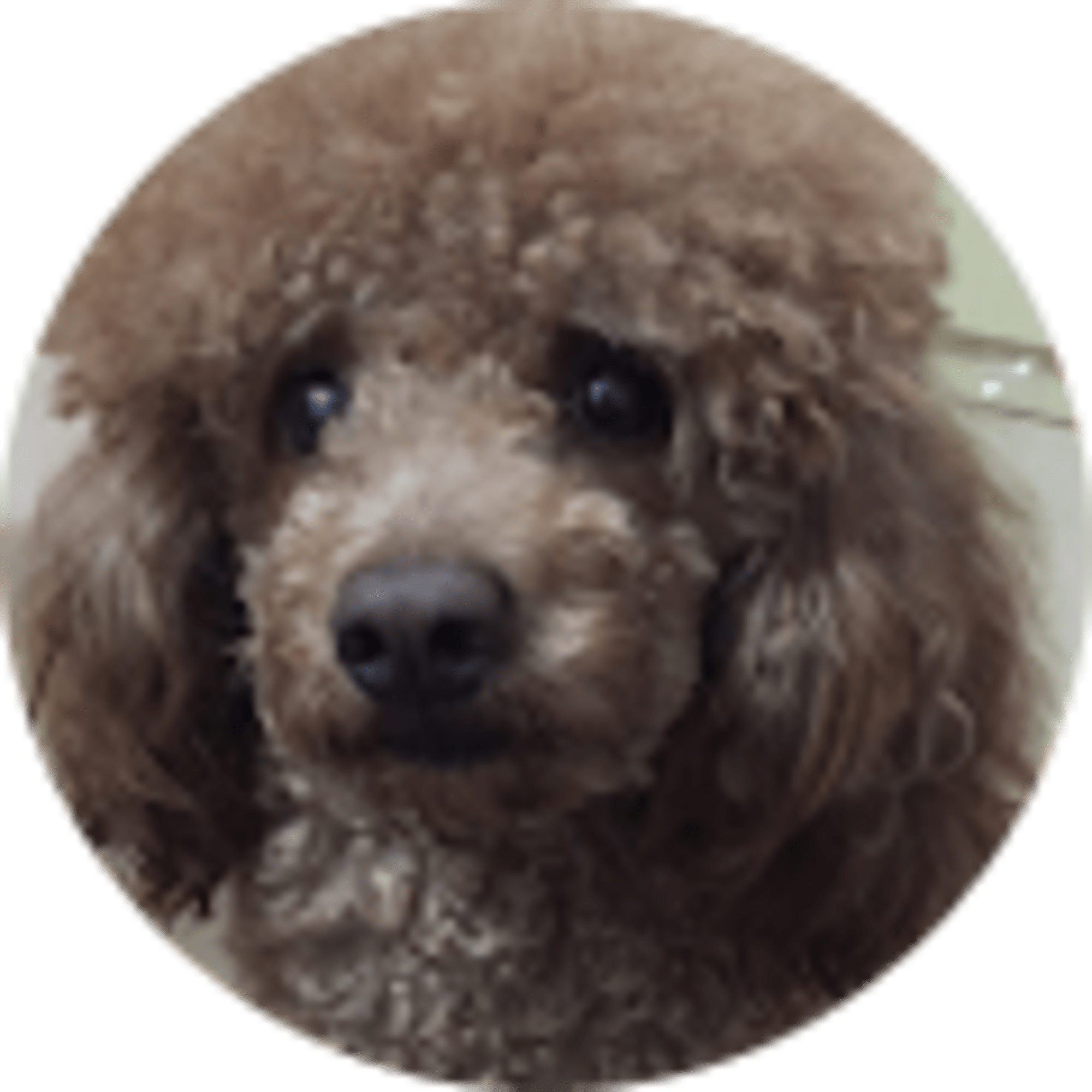 Kim Luo avatar